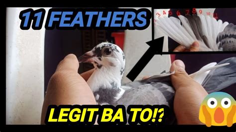 pilipinas kalapati clocking|Feather .